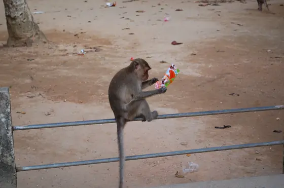 A monkey with somebody's crisps
