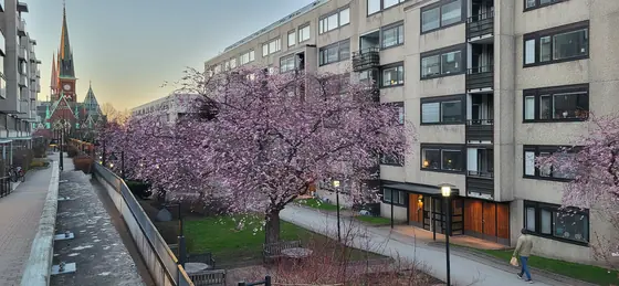 Cherry blossom, for the fortnight it lasts