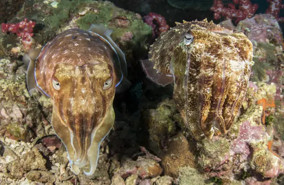 A cuttlefish deciding what colour to be. I could watch this for hours.