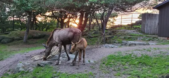 Deer that had entirely lost their fear of people