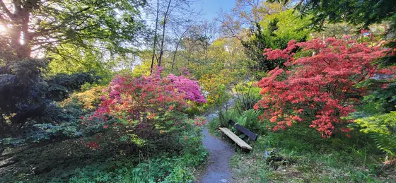 A garden path in late May