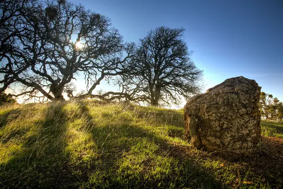One tree, holding its ground