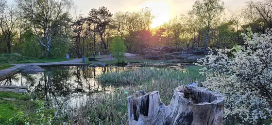 Sunset through the reeds