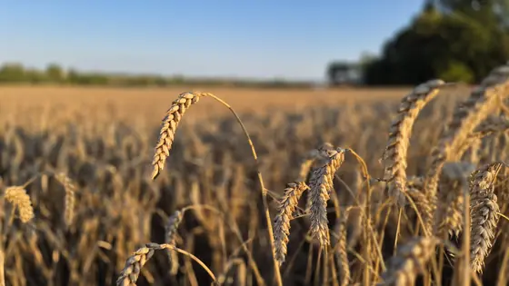 Wheat, close up, for no particular reason